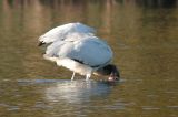Wood Stork
