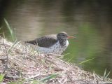 Spotted Sandpiper