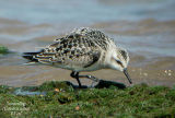 Sanderling juvenile