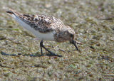 Sanderling adult