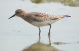 Bairds Sandpiper