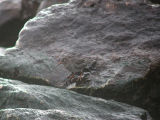 Purple Sandpiper