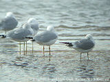 Mew Gull and Ring-billed Gulls napping