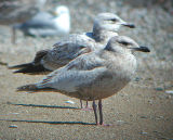 Thayers Gull