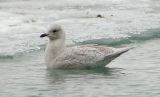 Kumliens or Iceland Gull