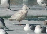 Glaucous Gull