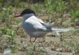 Arctic Tern in Illinois