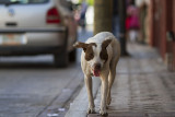 Dog on the streets of Chiapa de Corzo