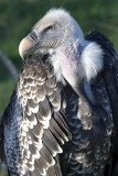 Birds of Prey