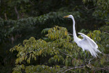 Egret