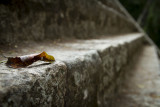 Alone on the staircase, Copán