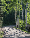 aspens in late afternoon 2