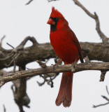 8. Pretty in red