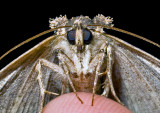 Moth-2011-2