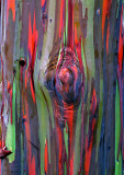 Rainbow-Eucalyptus-Detail-4