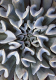 Succulent-Detail