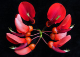 Erythrina-Flowers