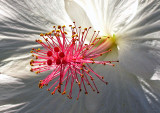 Hibiscus-1