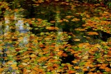 Pond Leaves