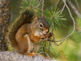 Red Squirrel<br>Rose Vanderstap<br> Celebration of Nature 2012<br> Mammals:  21 points