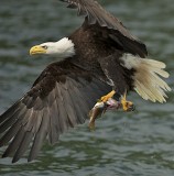 Eagle with Fish<br>Dianne Smith<br> Celebration of Nature 2012<br> Birds:  19 points
