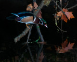 Wood Duck Leaving Hideout<br>Rachel Penney<br> Celebration of Nature 2012<br> Birds:  22 points