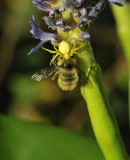 Golden Rod Spider<br>Cim MacDonald<br> Celebration of Nature 2012<br> General Nature