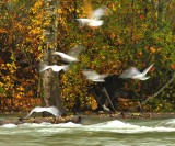 Angels in Flight<br>Don Brown<br> Celebration of Nature 2012<br> Birds