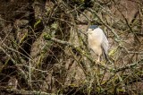 Black Crowned Night Heron.jpg