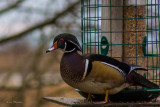 Woodduck