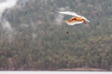 201201-seagulls-2309.jpg