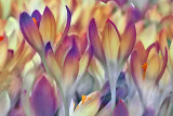 Crocus-Painting