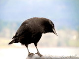 Patient Crow.JPG