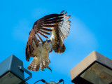 Wings of Air - Barry Hetschko<br>North Shore Photographic Challenge<br>Open
