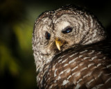 Barred Owl - Kerry Davis<br>CAPA Spring 2013 - Open/Nature<br>Nature