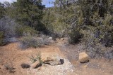 Red Cliffs Conservation Area - Dixie Forest 