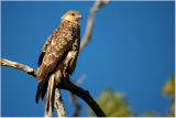 Whistling kite