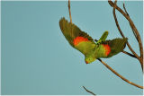 Orange-winged parrot