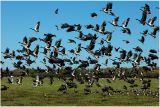 Magpie goose