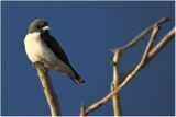 White-bellied woodswallow