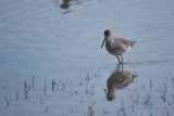 Willet Reflections