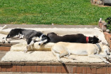 Trip, Maggie with red collar, and Tom