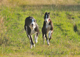 Trip & Maggie, who is slowly getting a brief time off lead in the paddock when things are right!