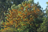Grevillea Robusta - Silky Oaks - a different view, with the best blooms for several years