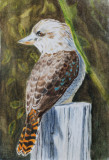 Kookaburra in watercolour - 6 x 4