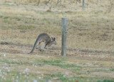 Young Kangaroo - time to leave, escaping under the fence.
