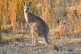 Joey Kangaroo - the smallest one in the mob