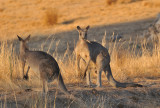 Kangaroos at the dam - the leader and one of the does