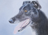 Greyhound Lucky - Bristol Vellum paper and pastel pencils