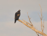 Adult Wedge-tailed Eagle